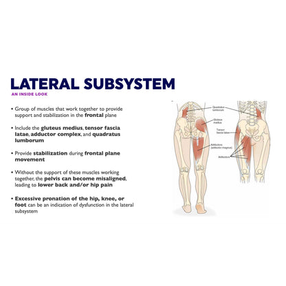 Lateral subsystem, an inside look. Group of muscles that work together to provide support and stabilization in the frontal plane. Include the gluteus medius, tensor fascia latae, adductor complex, and quadratus lumborum. Provide stabilization during frontal plane movement. Without the support of these muscles working together, the pelvis can become misaligned, leading to lower back and/or hip pain. Excessive pronation of the hip, knee, or foot can be an indication of dysfunction in the lateral subsystem.